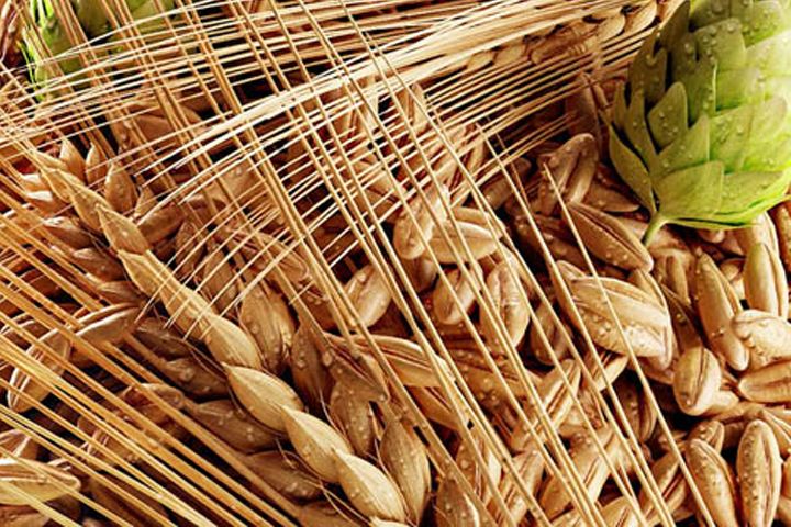 啤酒原料麦芽--豪鲁啤酒设备供应商